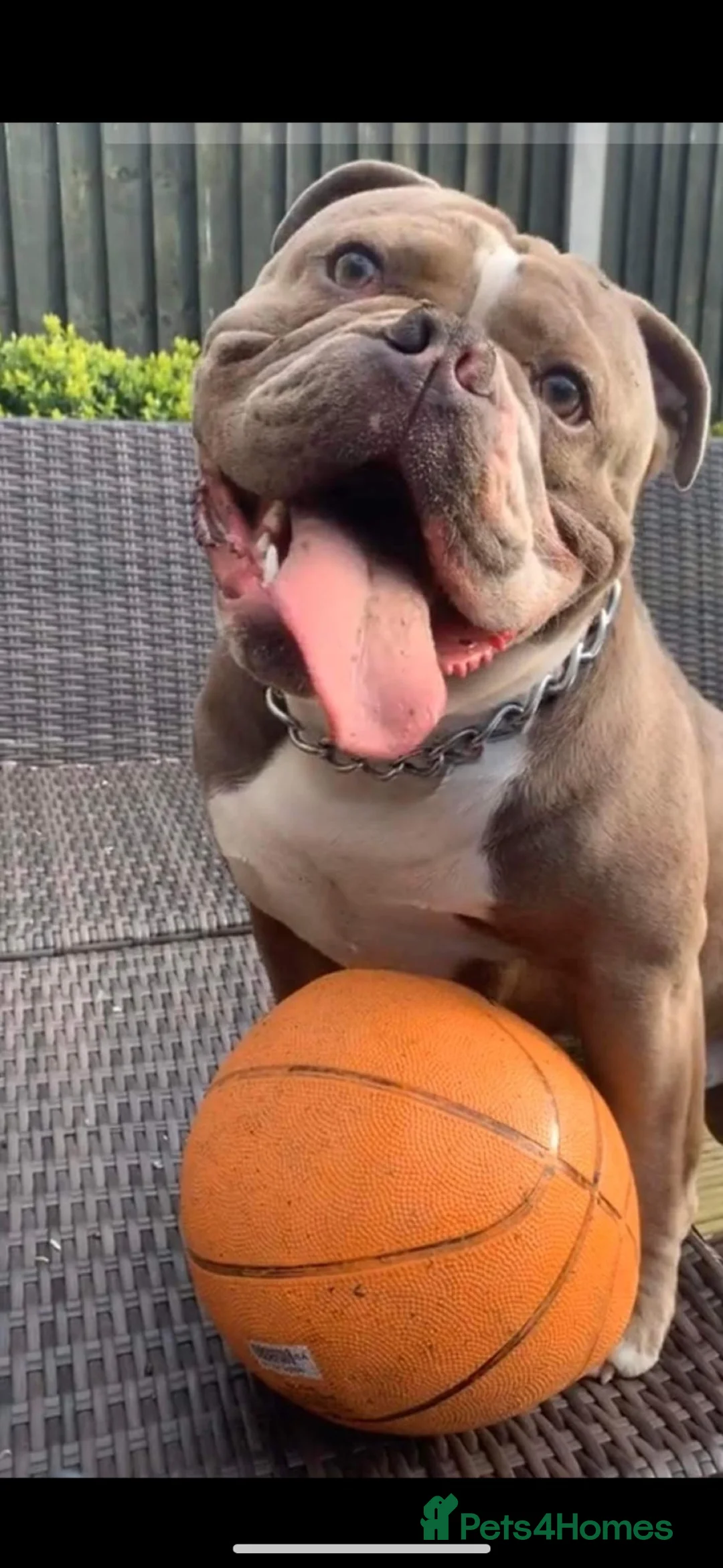 Olde English Bulldogge dogs for sale: Old English bulldog female for sale - Advert 2