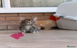 Maine Coon cats for sale: 🐾 Maine Coon Kittens X needing forever home 🐾 - Image 20