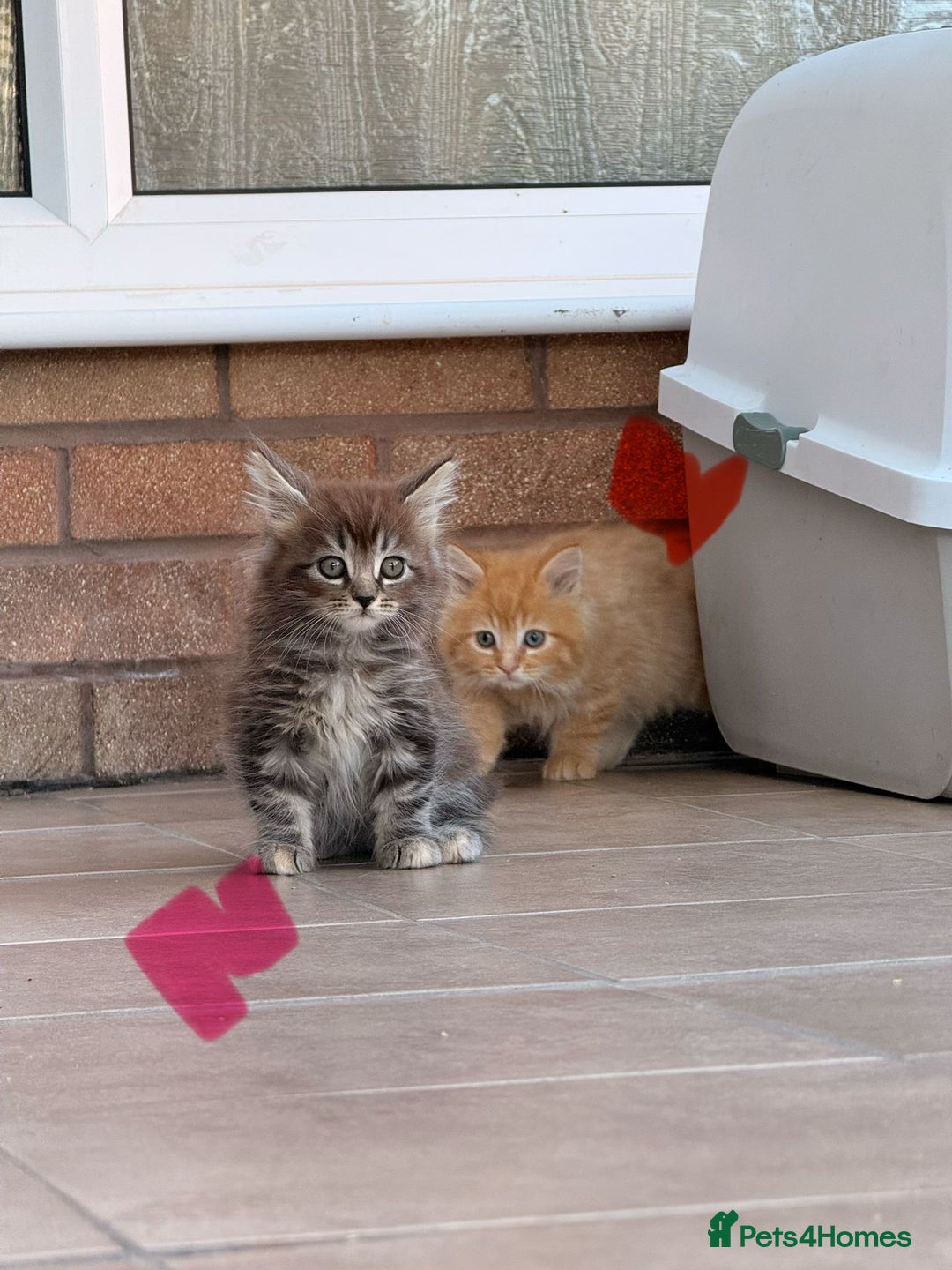 Maine Coon cats for sale: 🐾 Maine Coon Kittens X needing forever home 🐾 - Image 20