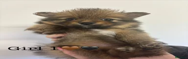 Pomeranian Puppy 3