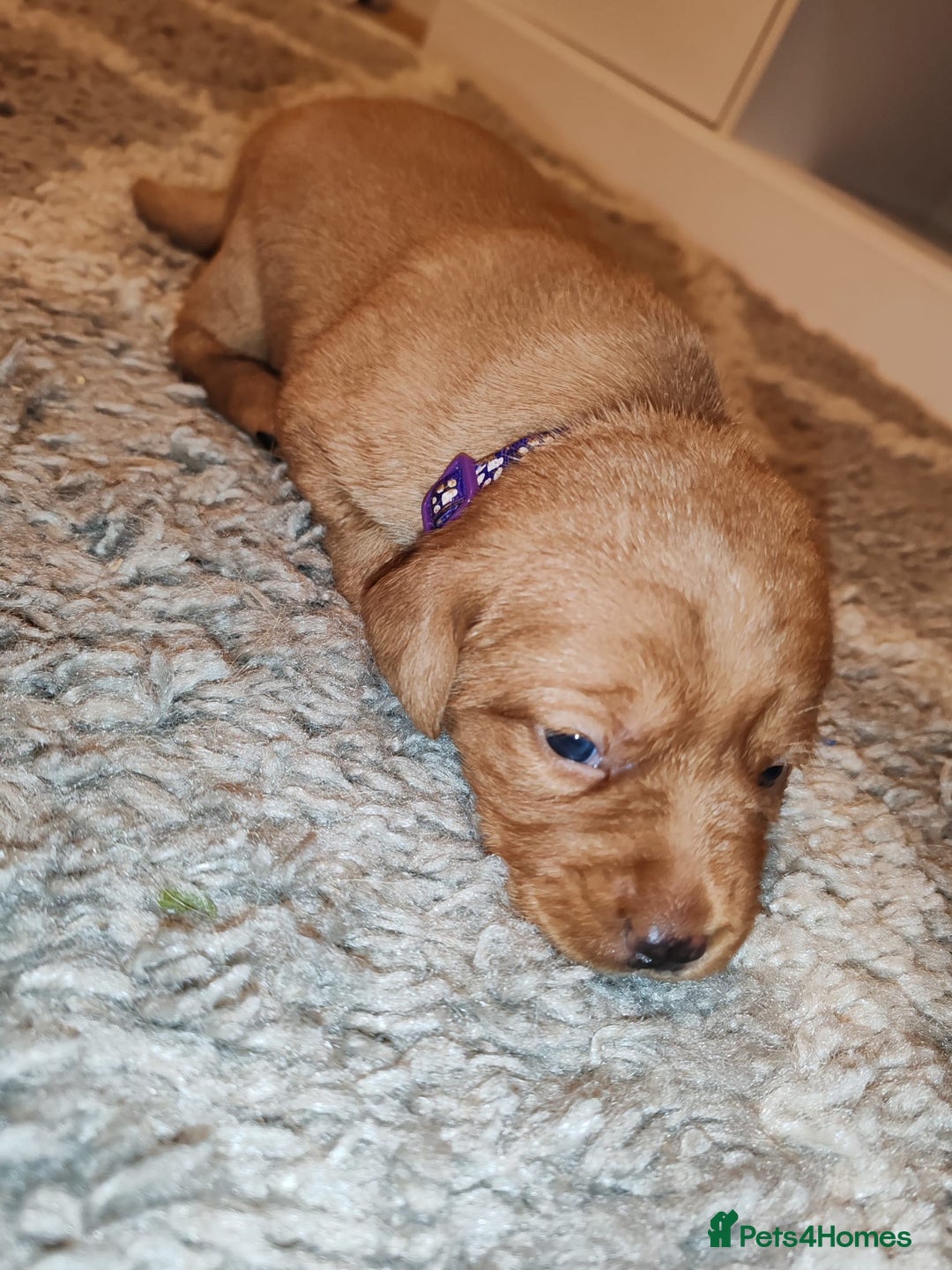 Labrador Retriever dogs for sale: LABRADOR PUPPIES GIRL AND BOY FOX RED 🐶🐕 - Advert 5