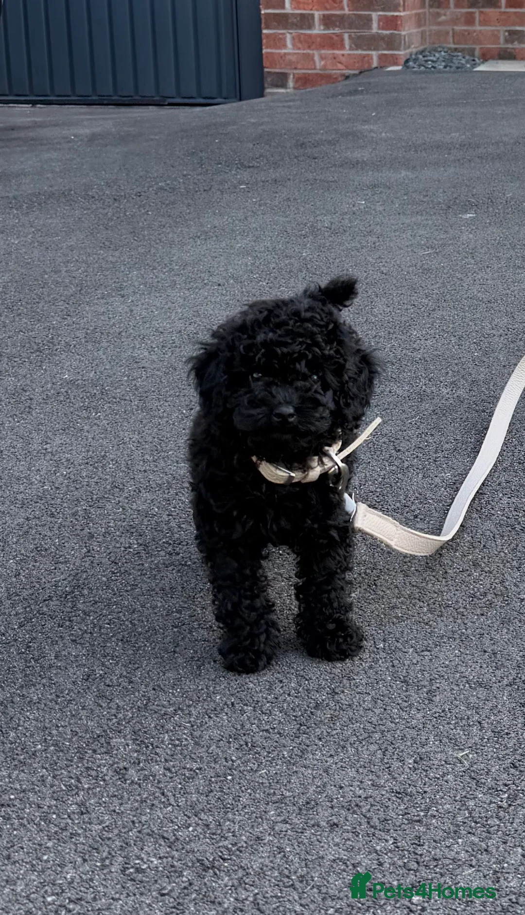 Toy Poodle dogs for sale: Blue Toy Poodle - RARE Opportunity  - Advert 2