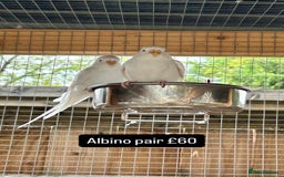 Budgerigars birds for sale: Proven pairs budgies all adult 2+ years old  - Image 2