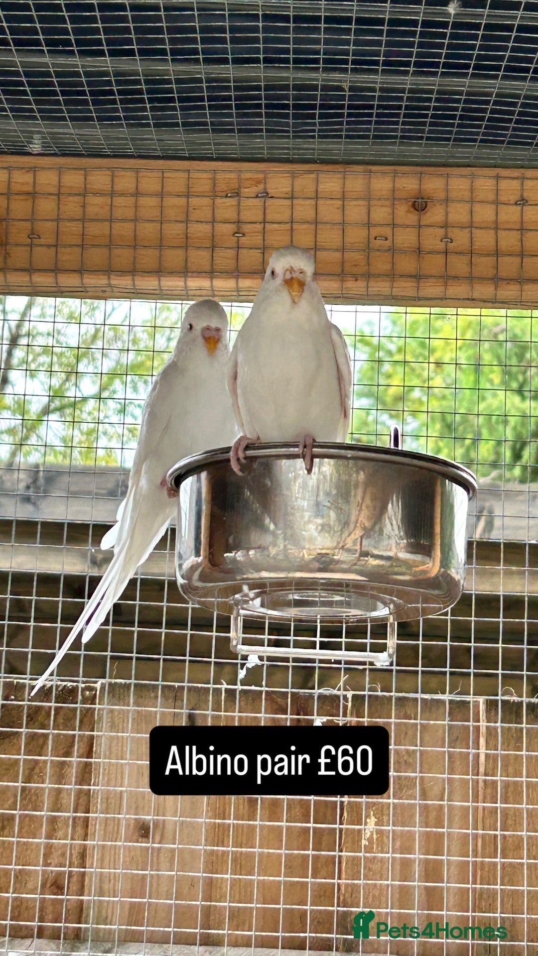 Budgerigars birds for sale: Proven pairs budgies all adult 2+ years old  - Image 2
