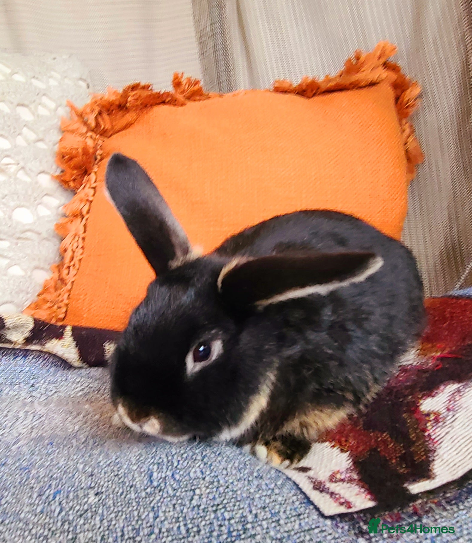 Mixed Breed rabbits Male rabbit - Advert 1