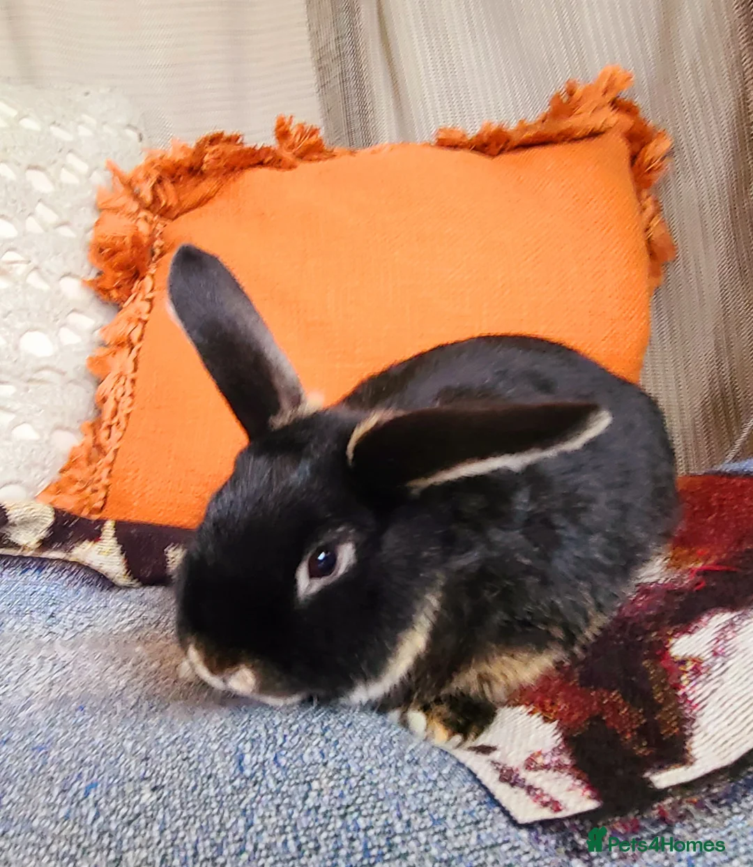 Mixed Breed rabbits for sale: Male rabbit - Advert 1