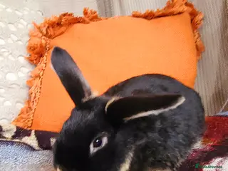 Mixed Breed rabbits Male rabbit - Advert 2