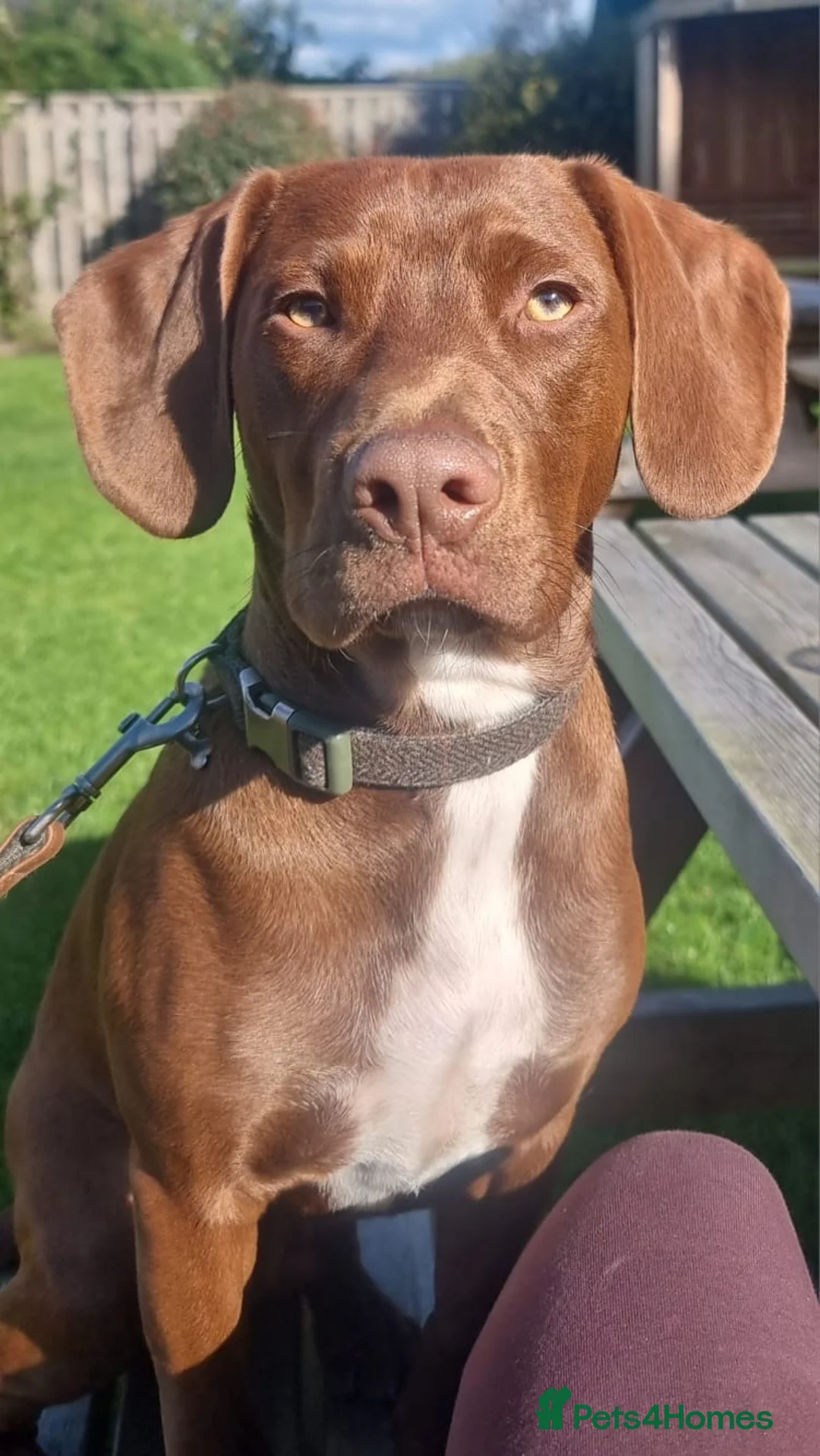 Mixed Breed dogs for sale: Cocker/staffie in Sunderland - Advert 2