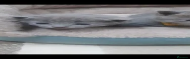 Russian Blue Kitten 6 - RESERVED