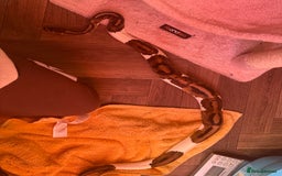 Python Snake reptiles for sale: Ball python for rehoming  - Advert 5
