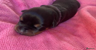 Rottweiler dogs - Advert 4