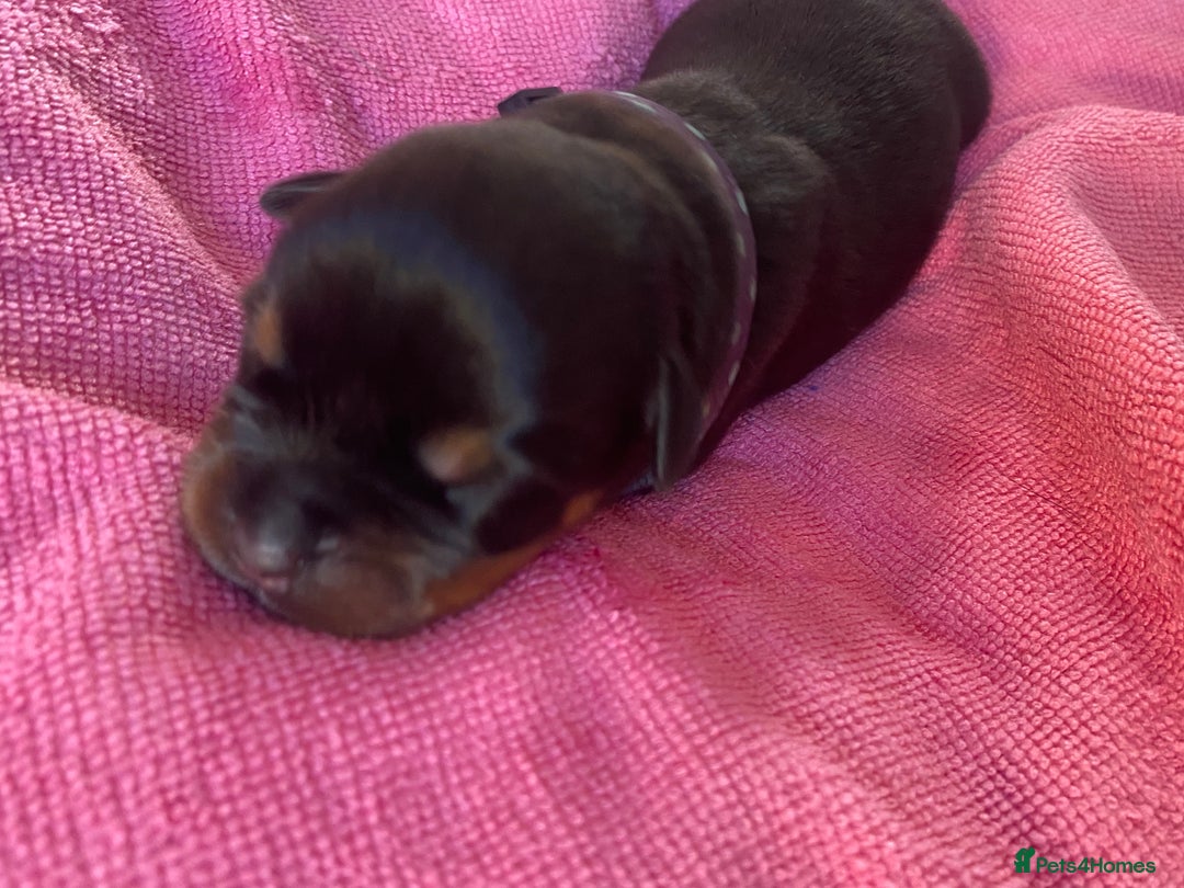 Rottweiler dogs for sale: Hulk and Ruby Rottweiler puppies  - Image 2