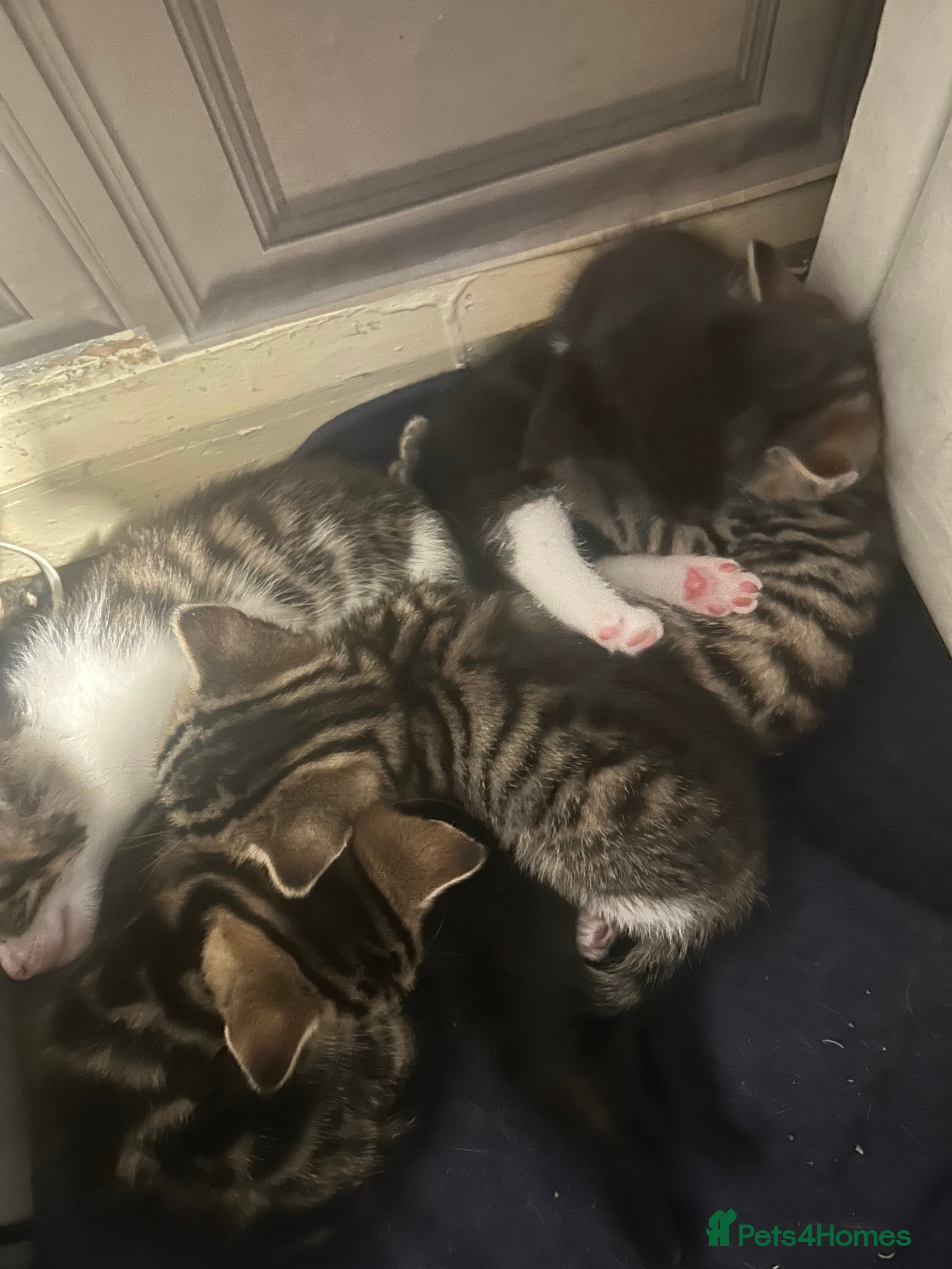 Mixed Breed cats 5 kittens left 8 weeks old  - Advert 4