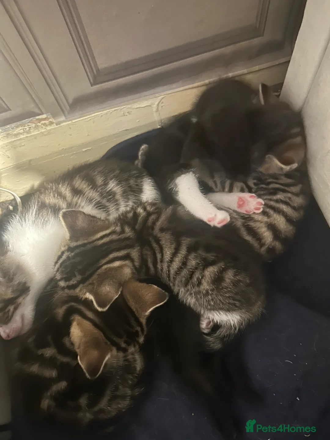 Mixed Breed cats for sale: 5 kittens left 8 weeks old  - Advert 2