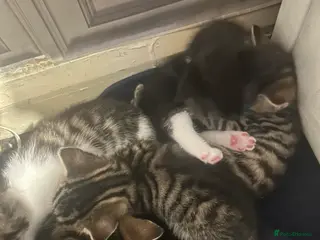 Mixed Breed cats 5 kittens left 8 weeks old - Advert 4