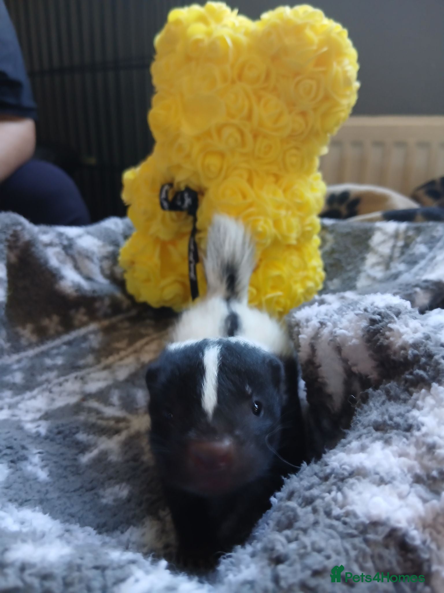 Ferret rodents Beautiful skunk kits  - Advert 15