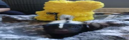 Ferret rodents for sale: Beautiful skunk kits  in Huddersfield - Advert 1