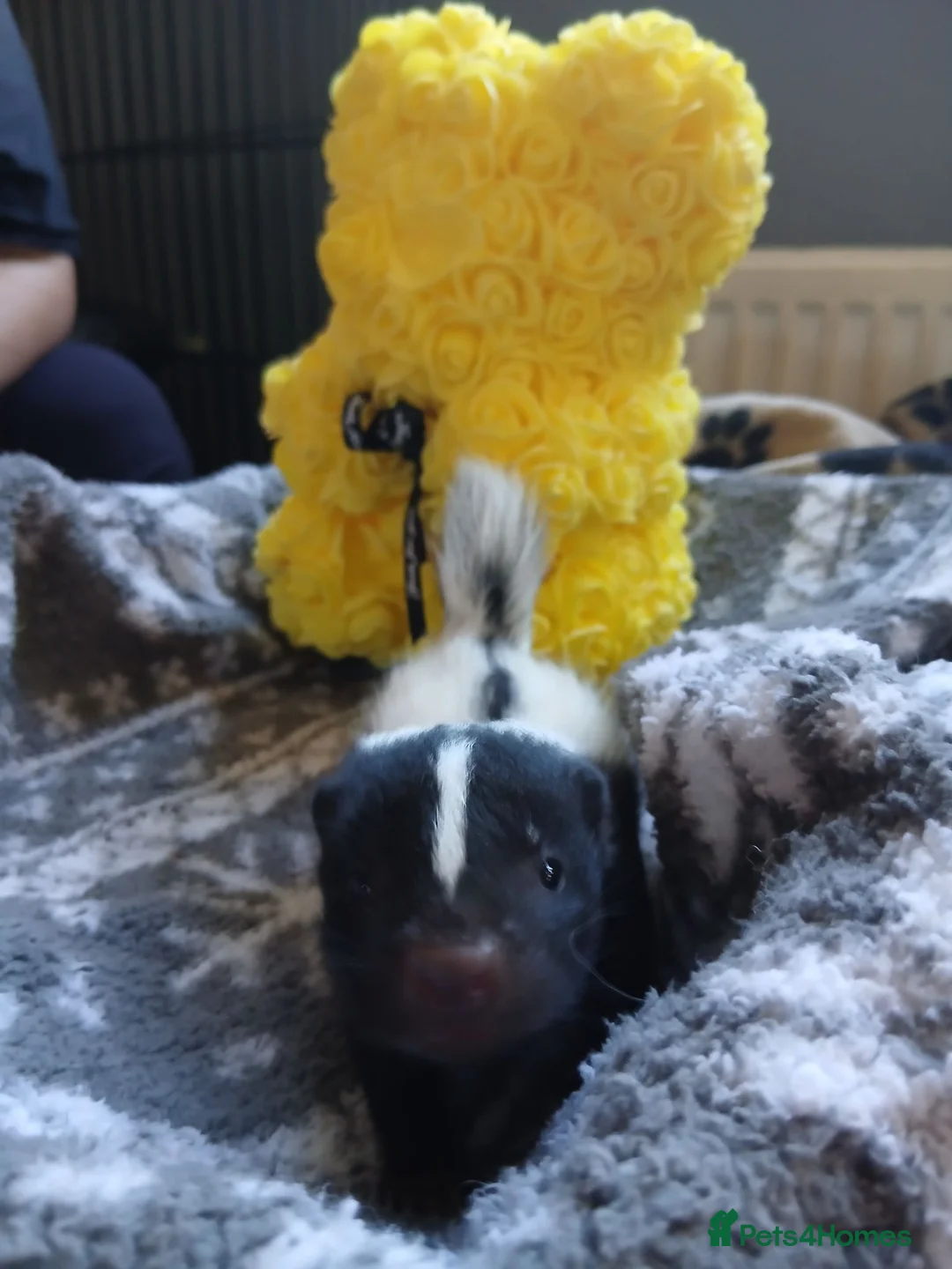 Ferret rodents for sale: Beautiful skunk kits  in Huddersfield - Advert 1