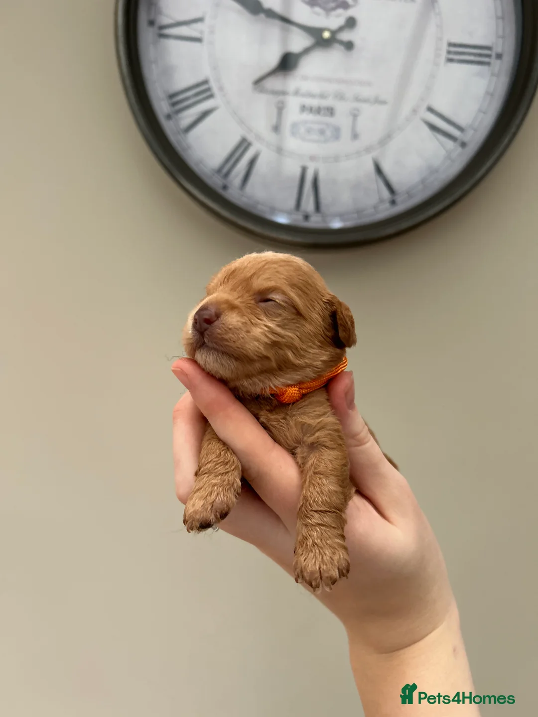 Maltipoo dogs for sale: Chocolate & tan Maltipoos (TOY!) - Advert 10