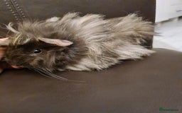 Guinea Pig rodents for sale: Long haired Peruvian-cross baby boys - Image 3