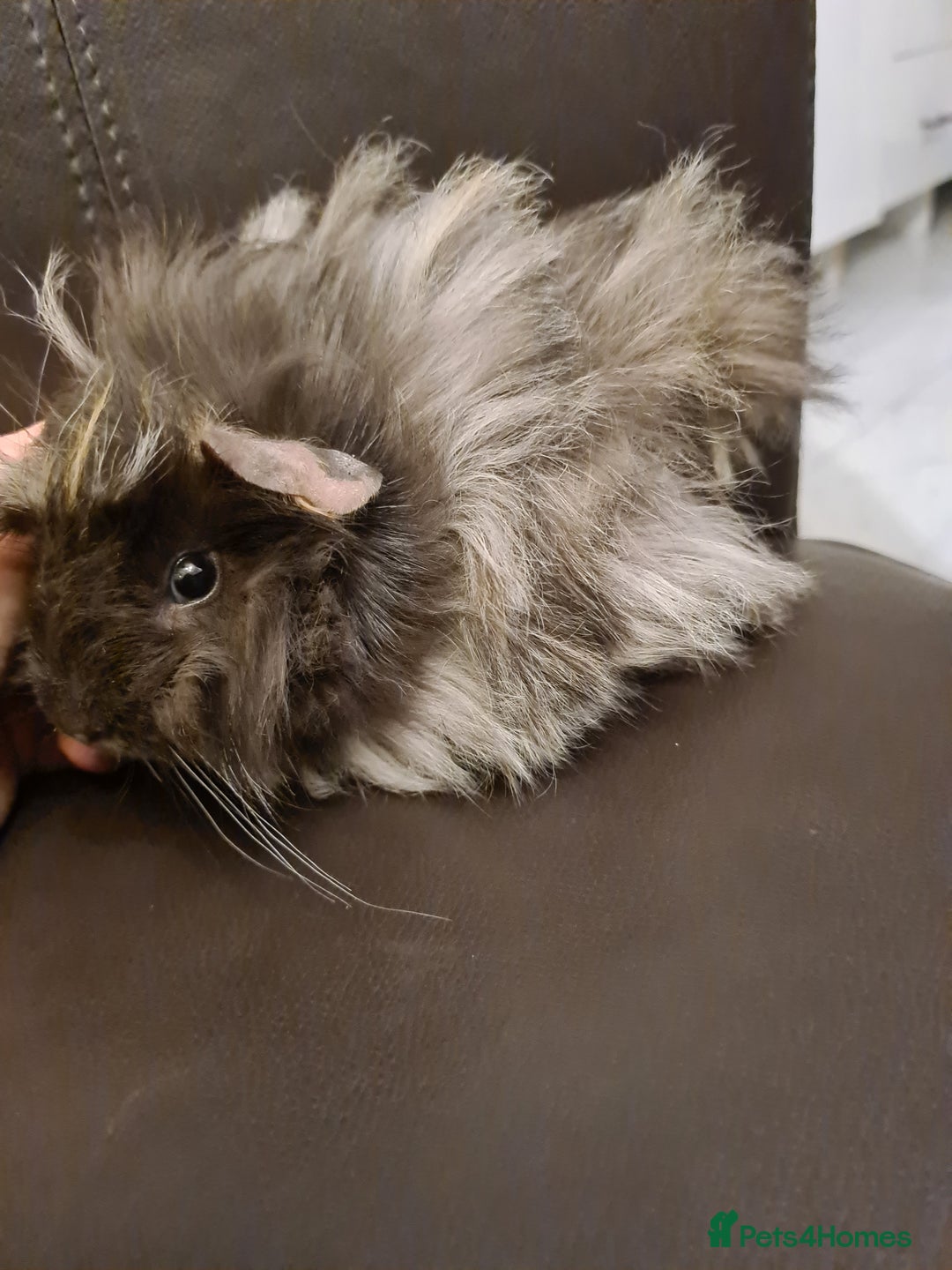 Guinea Pig rodents for sale: Long haired Peruvian-cross baby boys - Image 3