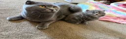 Scottish Fold cats for sale: Female Scottish Fold Kitten for Sale 🐱 - Advert 2