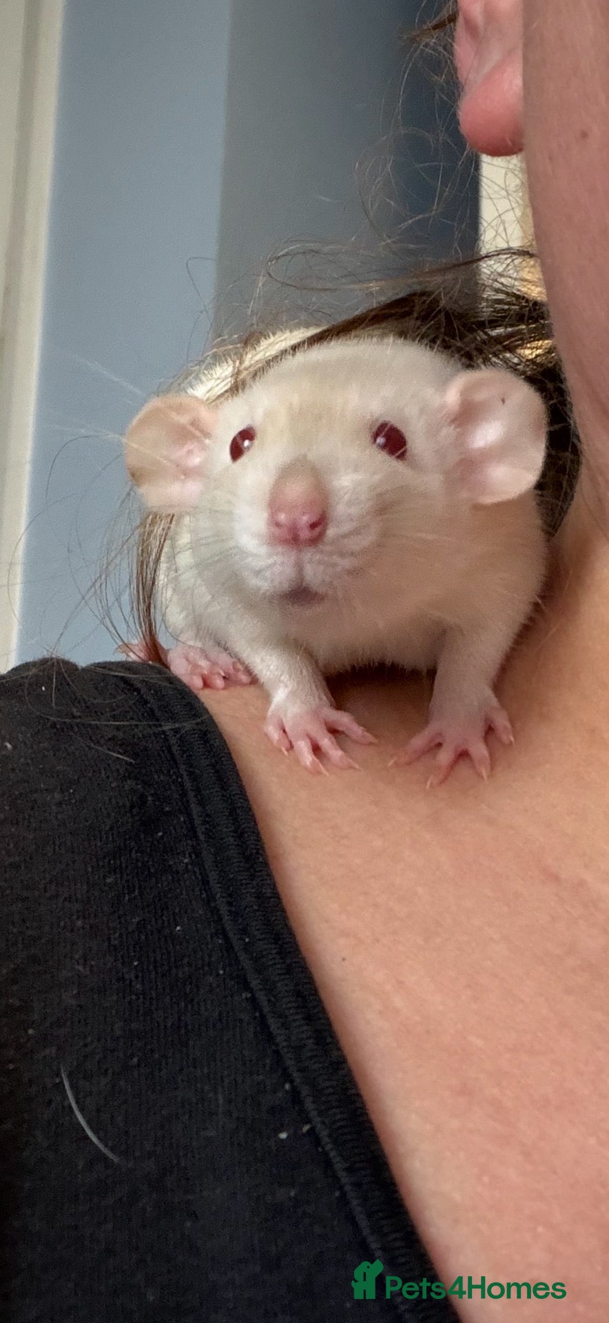 Rat rodents Super Tame Dumbo Siamese Rats Looking For ❤️ Homes - Advert 1