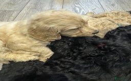 Goldendoodle dogs for sale: Golden doodle F1B stunning puppies  - Image 3