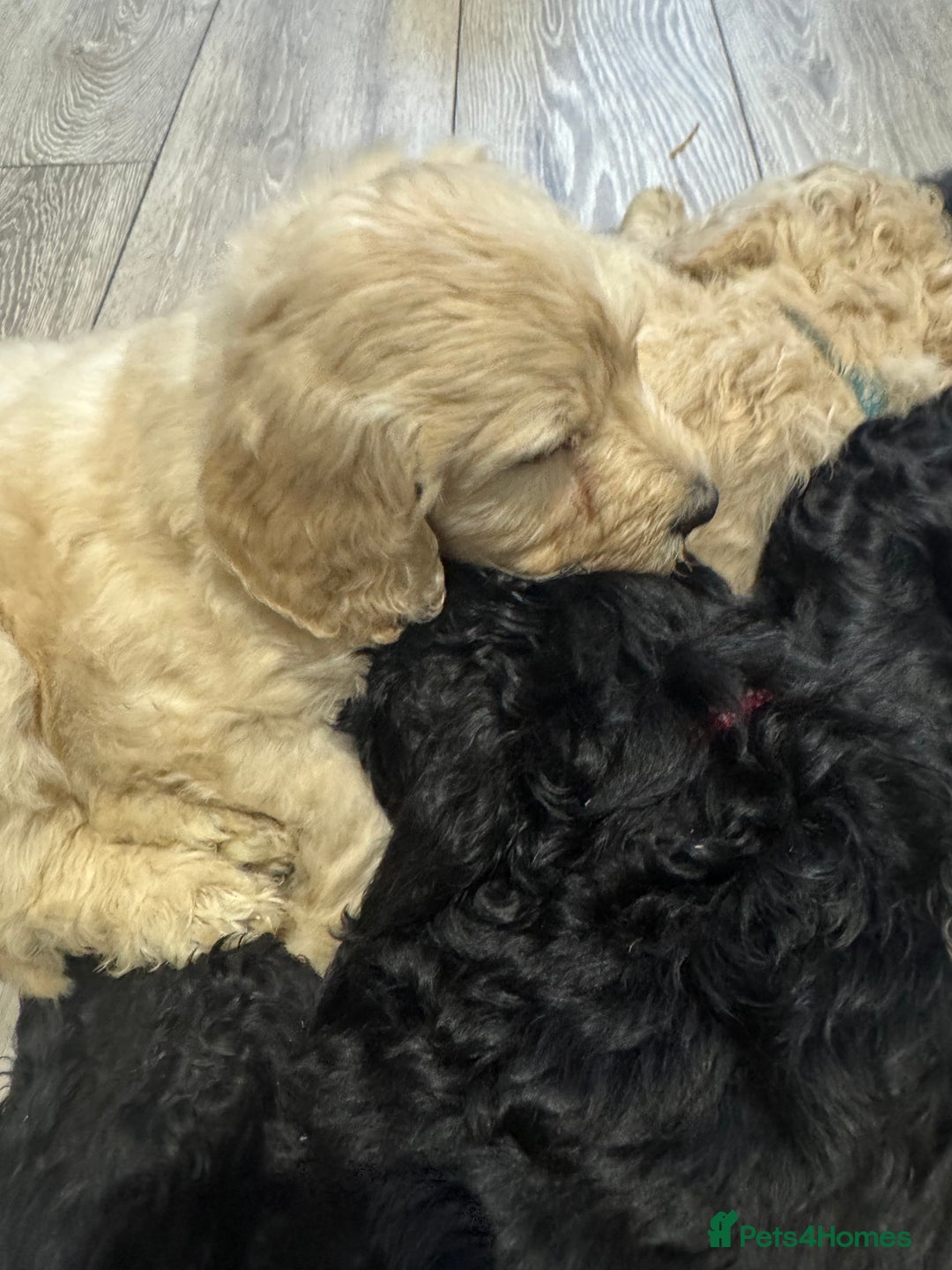 Goldendoodle dogs for sale: Golden doodle F1B stunning puppies  - Image 3