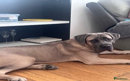 Cane Corso dogs for sale: Male Cane Corso - Image 6