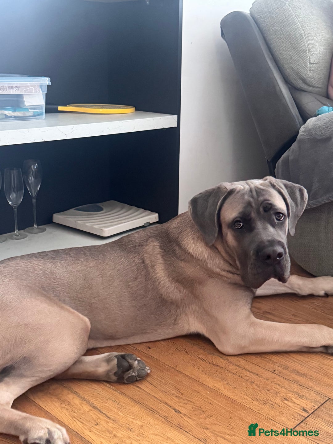 Cane Corso dogs for sale: Male Cane Corso - Image 6