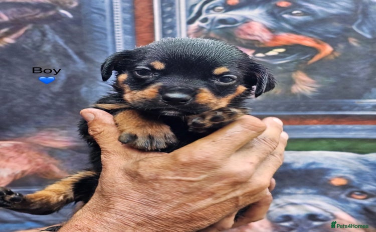 Mixed Breed dogs - Advert 4