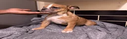 English Bulldog dogs for sale:  🐾 13-Week-Old Female English Bulldog Puppy - Advert 18