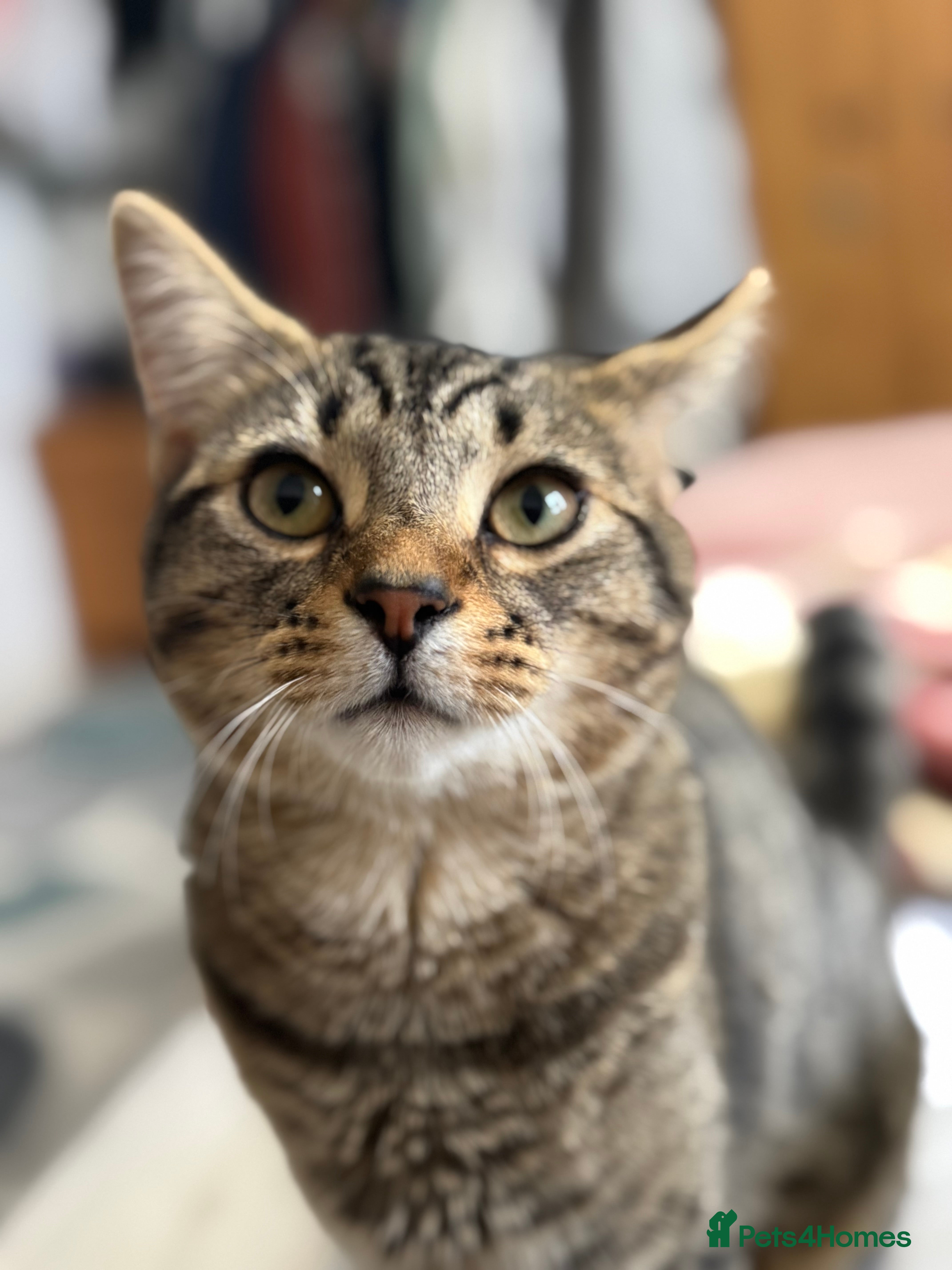 Mixed Breed cats Male  - Advert 3