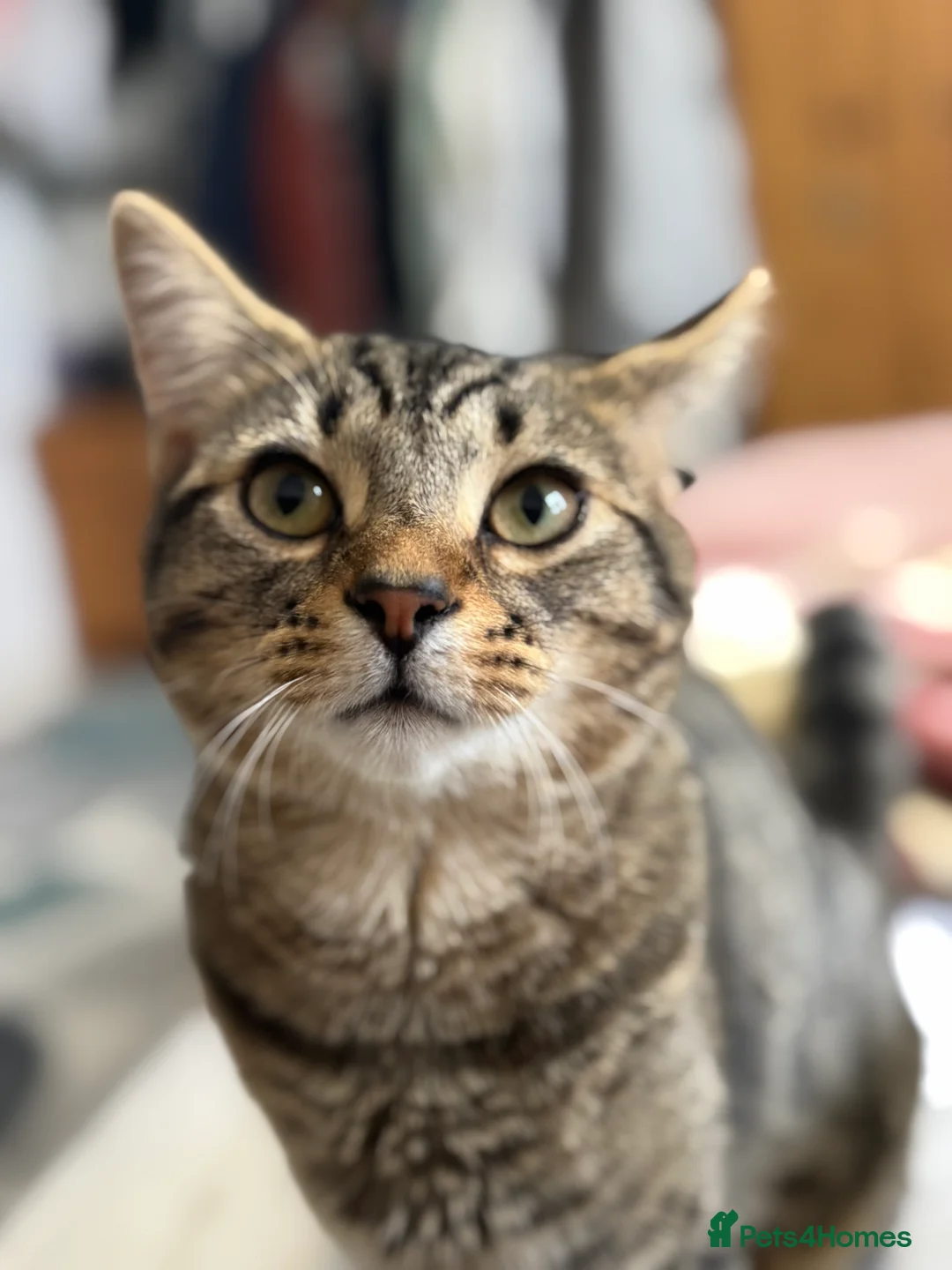 Mixed Breed cats for sale: Male  - Advert 1