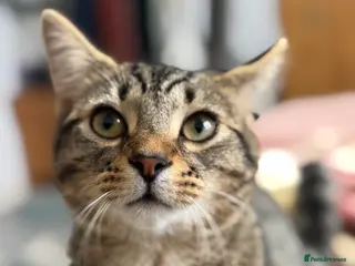 Mixed Breed cats Male - Advert 2