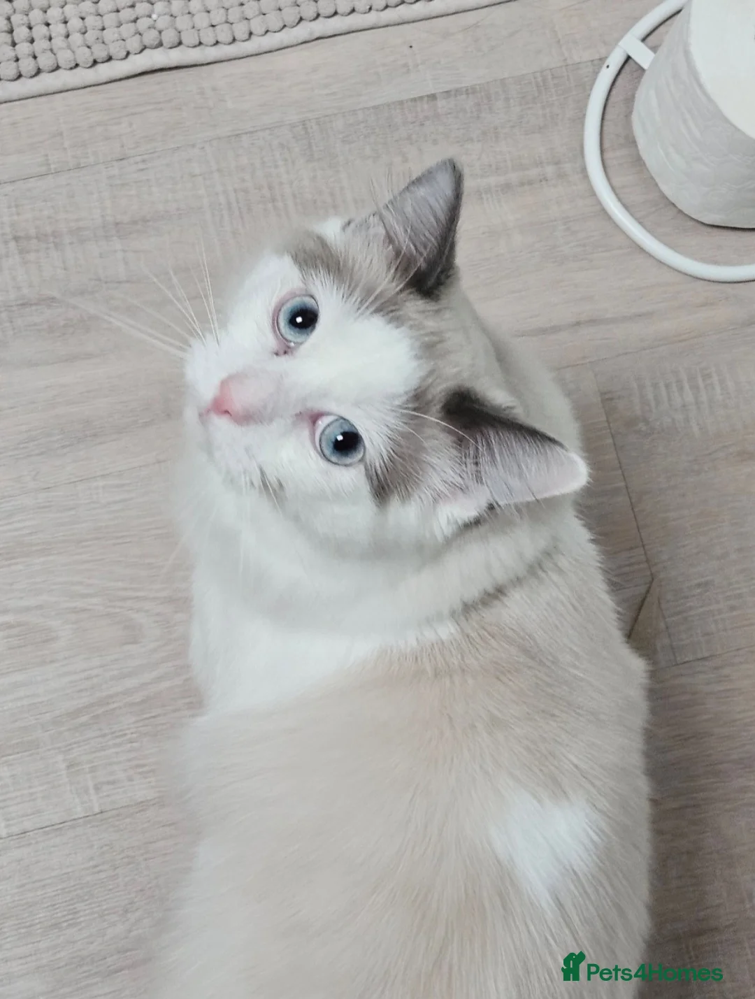 Ragdoll cats for sale: Rehoming 11 month old ragdoll - Advert 2