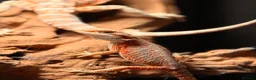 Bearded Dragon reptiles for sale: Baby bearded dragons hypos mixed  - Advert 3