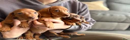 Miniature Dachshund dogs for sale: miniature dashaund pups *ONLY 1 PUP LEFT* - Advert 11