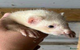 Ferret rodents for sale: Ferret Kits Available - Image 6