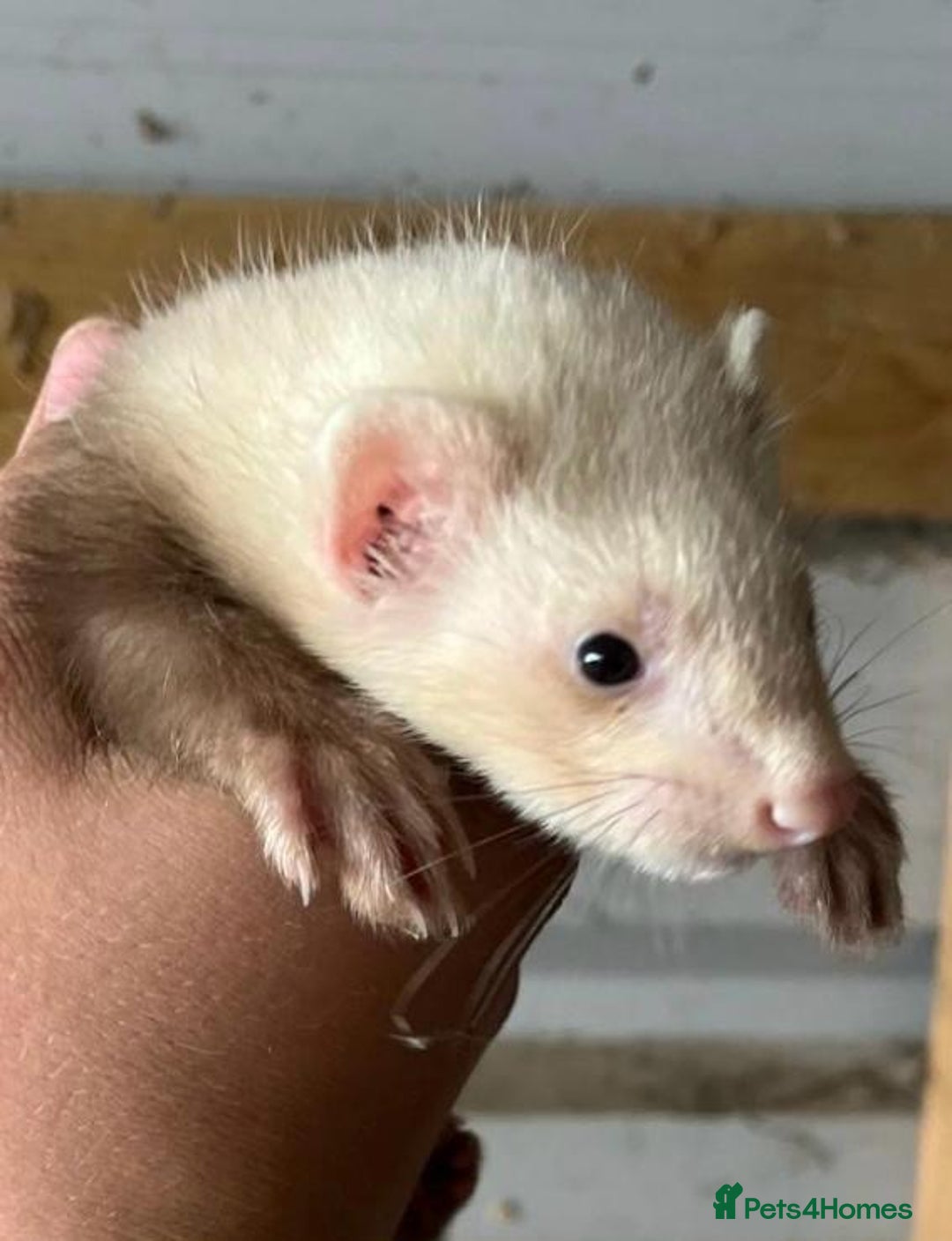 Ferret rodents for sale: Ferret Kits Available - Image 6