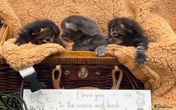Maine Coon cats for sale: Maincoon cross kittens  - Image 9