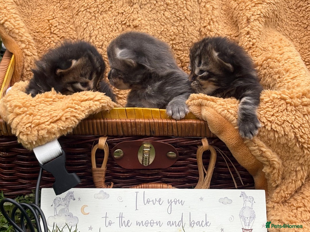 Maine Coon cats for sale: Maincoon cross kittens  - Image 9