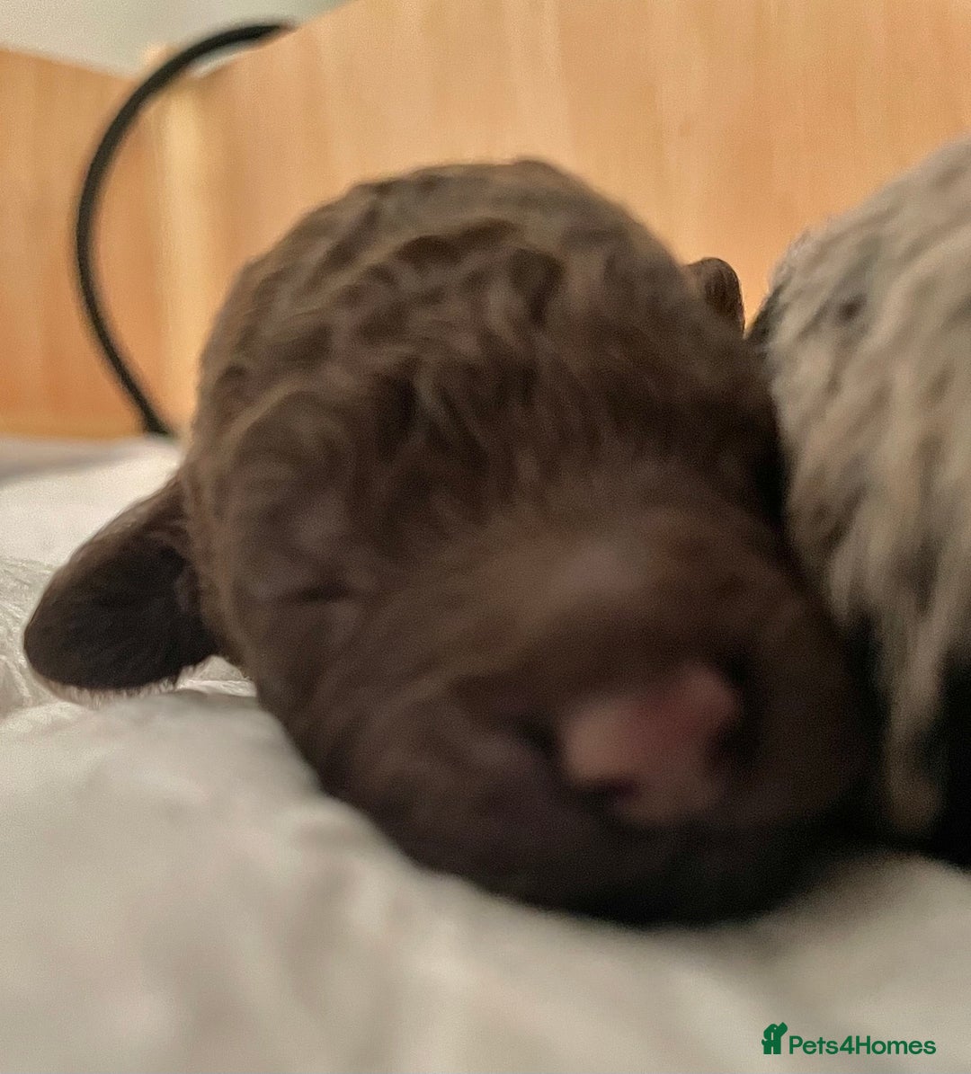 Cockapoo dogs for sale: Cockapoo F1b Puppies born 8 December  - Advert 13