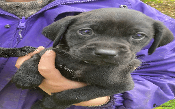 Labrador Retriever dogs for sale: 4x Black Dog Labrador Puppies - Image 14