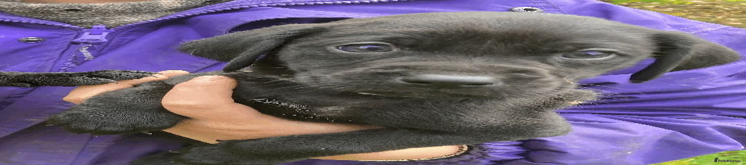 Labrador Retriever Puppy 4 Grey Collar