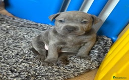 Mixed Breed dogs for sale: Ready to leave!! Staffy X Shar Pei puppies puppy - Image 15