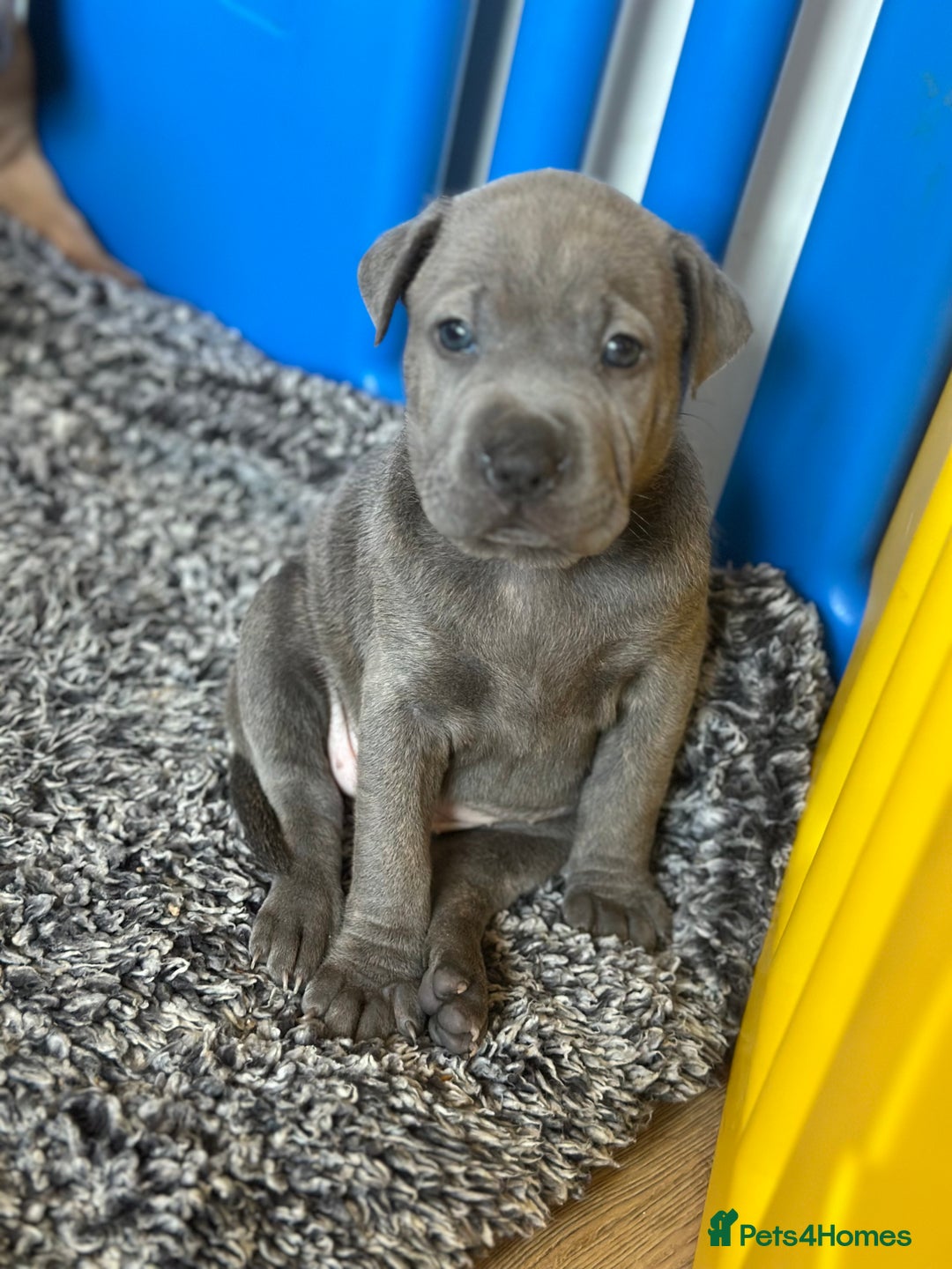 Mixed Breed dogs for sale: Ready to leave!! Staffy X Shar Pei puppies puppy - Image 15