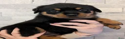 Rottweiler dogs for sale: Exceptional huge Rottweiler pups from amazing line - Advert 33