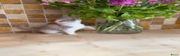 British Shorthair cats for sale: Full Pedigree/Registered BSH from £995 - Advert 28